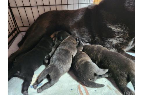 販売中の岡山県の甲斐犬-373757の8枚目